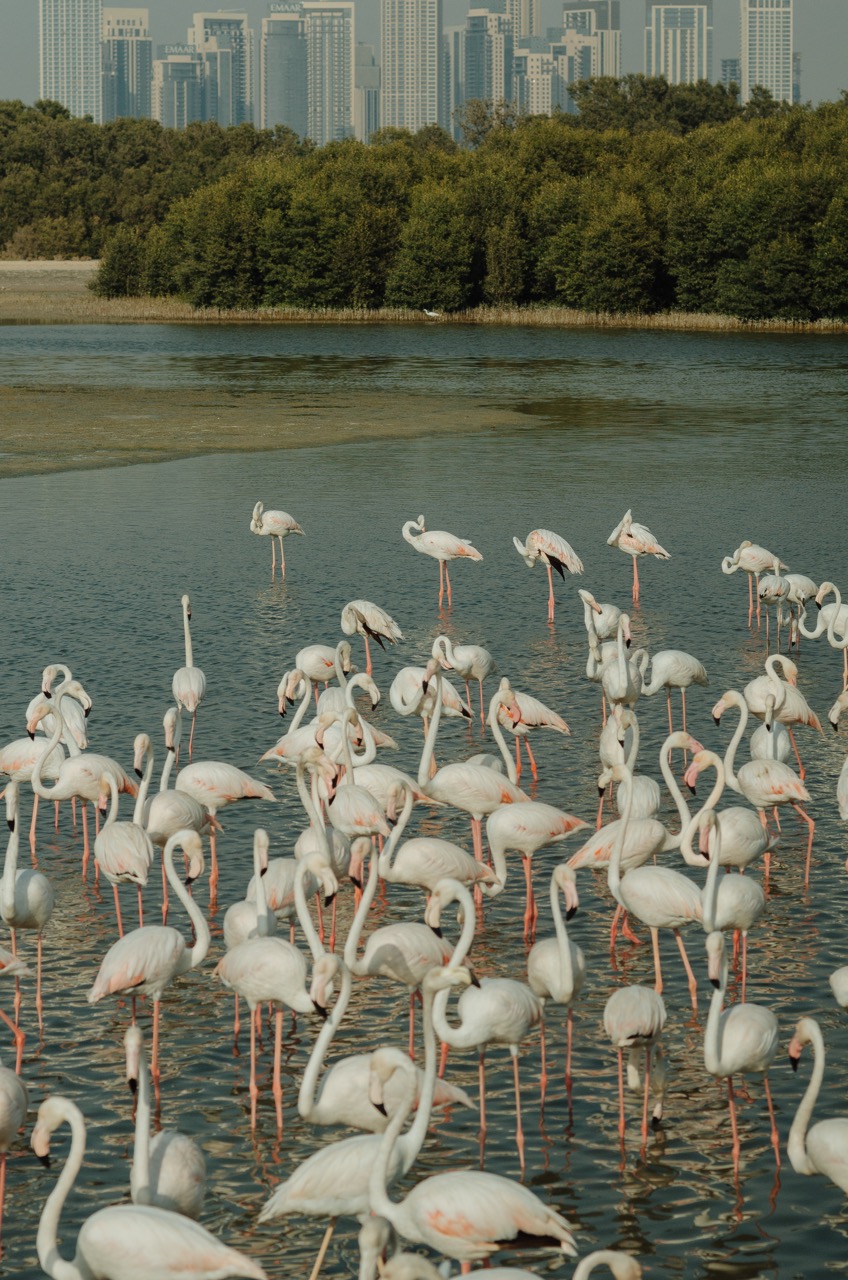 Превью Dubai 2022